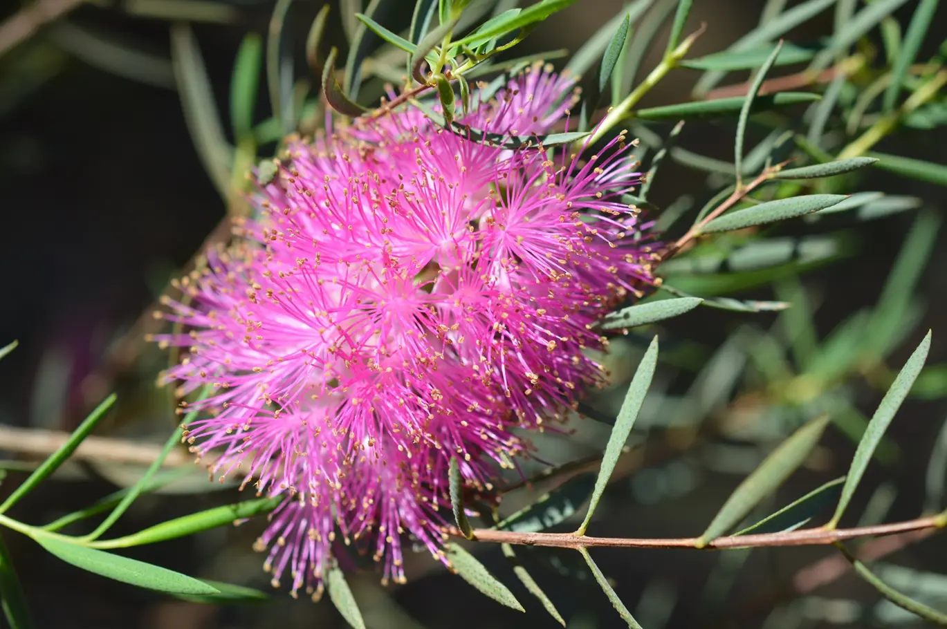 Photo of pink bottlebrush flower