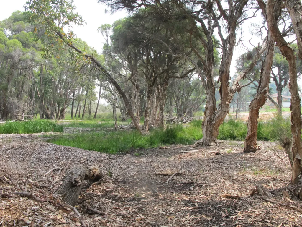 Lion Mill Creek Reserve