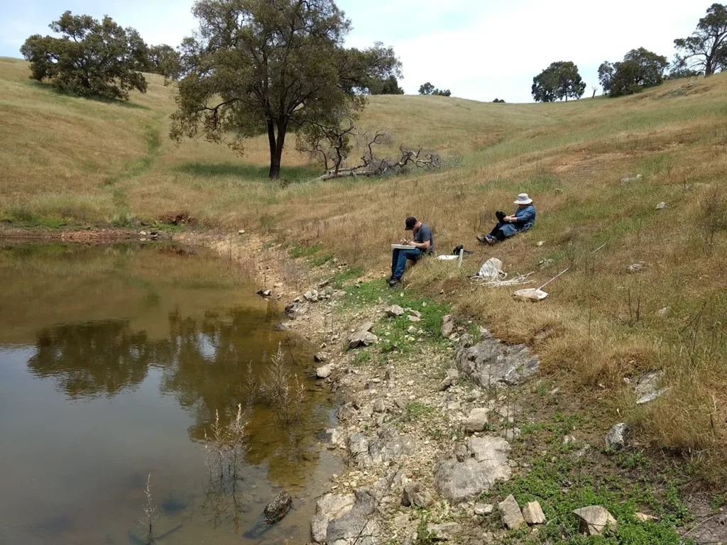 Dr Belinda Robson (right) and Dr Scott Strachan (left) at an isolated farm dam. Belinda is entering data into a field laptop and Scott is picking invertebrates out of a tray. Our nets and other sampling gear are visible on the bank.